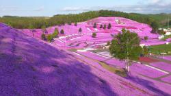 Higashimokoto Moss Phlox Park – du lịch Nhật Bản